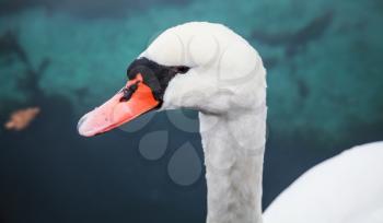 White swan head, closeup bird portrait photo 