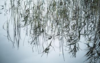Natural background, photo of coastal reed reflections in still lake water. Selective focus