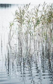 Natural background, vertical photo of coastal reed and still lake water. Selective focus