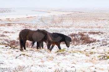 Two Icelandic horses walk around the snow-covered fields