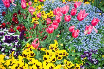 Colorful decorative flowers, garden flowerbed. Background photo with selective focus