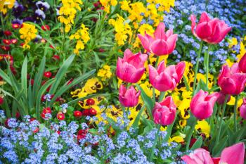 Colorful decorative flowers, garden flowerbed background photo with selective focus