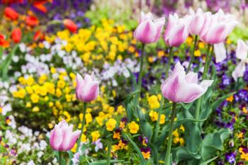 Colorful decorative flowers, garden flowerbed. Background photo with soft selective focus