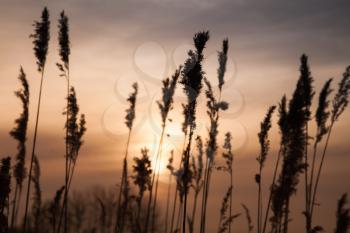Dry coastal reed in golden evening sunlight, natural photo background with selective focus