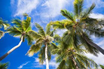 Coconut palm trees under blue cloudy sky background, Dominican republic nature