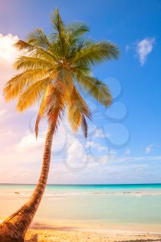 Palm tree grows on white sandy beach. Caribbean Sea, Dominican republic, Saona island. Vertical photo with colorful tonal correction gradient filter effect