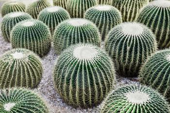 Echinocactus grusonii, popularly known as the Golden Barrel Cactus