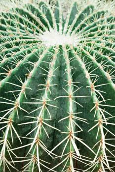 Echinocactus grusonii, popularly known as the Golden Barrel Cactus