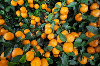 Many ripe mandarines growing on the bush