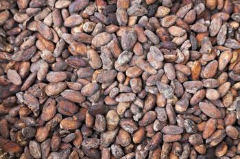 Cacao beans as a background