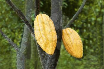 Cacao fruits on the tree