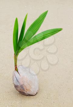 Coconut sprout on the beach