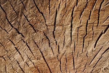 Grunge texture of old stump