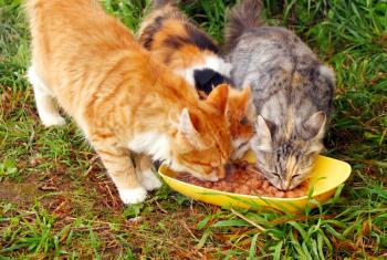 Three cats having a breakfast