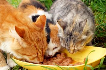 Three cats having a breakfast