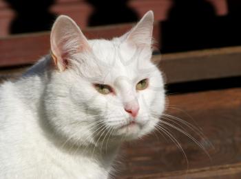 White cat sitting on the wooden stairs in the village