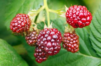 Ripe berries in the garden