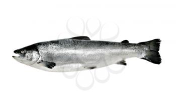 Big salmon fish isolated on white background