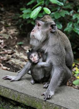 Monkey baby with her mother in the monkey forest