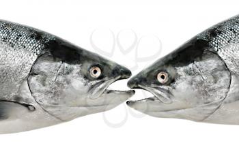 Salmon fish eat fish isolated on white
