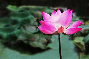 Lotus flower on the water