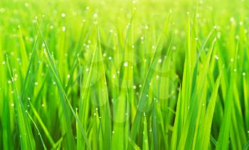 Green grass with dew as a natural background