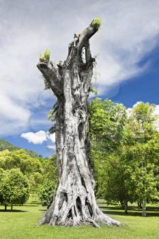 Stump of the giant banyan tree