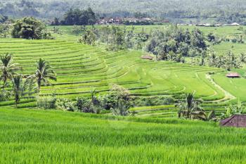 Beautiful rice terraces on Bali