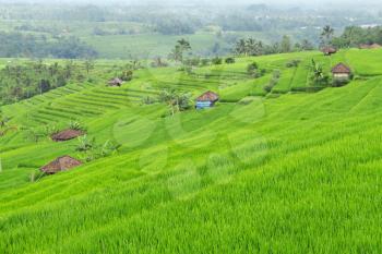 Rice terrace with small houses, Bali, Indonesia