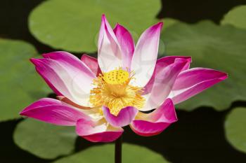 Lotus flower in the water