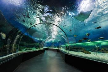 MANILA, PHILIPPINES - MARCH 18: Underwater tunnel on March, 18, 2013, Manila, Philippines. In terms of floor space, oceanarium is larger than oceanarium in Singapore, features a 25-metre tunnel.