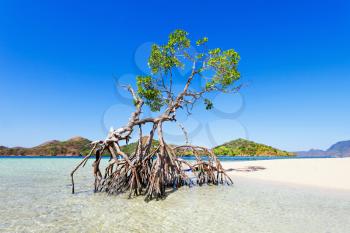 Lonely mangrove tree on the beauty beach
