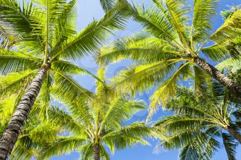Beauty coconut palms on the blue sky background