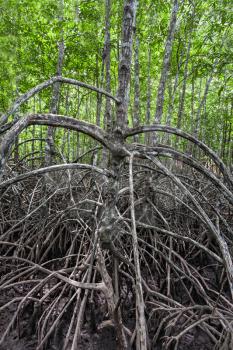 Mangrove forest looks like terrible