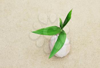 Coconut with green sprout on the beach