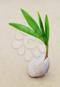 Coconut sprout on the beach