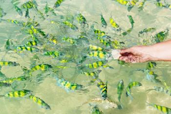 Feeding tropical fishes in the water