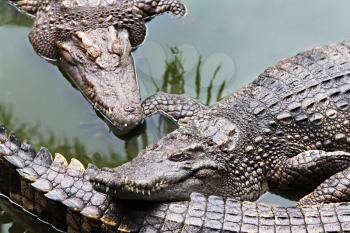 Big crocodiles in the zoo