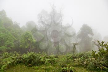 Deep fog in the forest, himalayan forest
