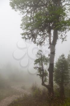 Deep fog in the forest, himalayan hills