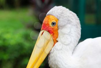 Yellow billed stork in Kuala Lumpur Zoo