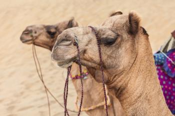 Camels in Thar desert, Jaisalmer city in Rajasthan state of India