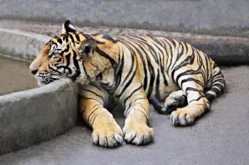 Lonely tiger in the zoo