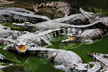 Crocodiles close up in Thailand 