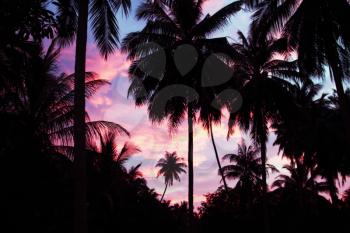 Palms on the beauty sunset sky background