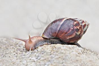 Brown snail on the stone