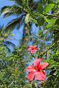  Hibiscus flower in the jungle