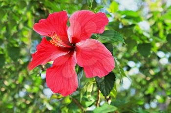 Hibiscus flower in the jungle