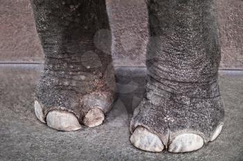 Close up view of giant elephant legs