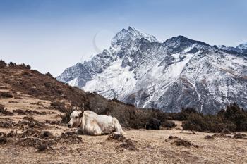 Yak and mountains on background, Everest region, Himalaya
